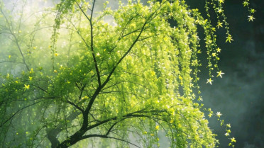 《青年文学》投稿，100句治愈心灵小短句